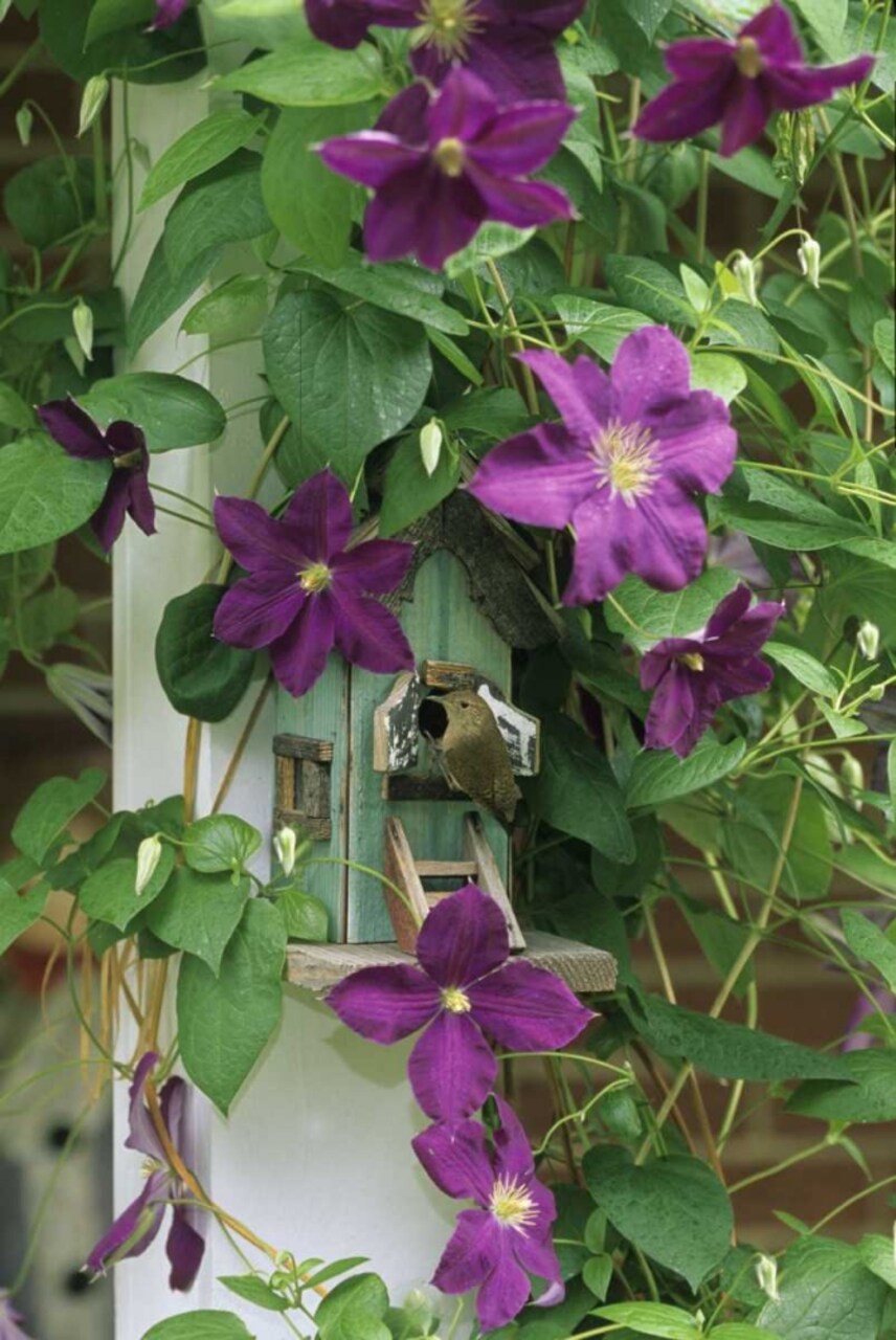 Wren in birdhouse in clematis vine by Nancy Rotenberg - Item # VARPDXNA02BJA0004